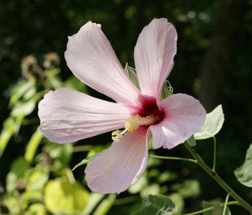 Swamp rosemallow flower