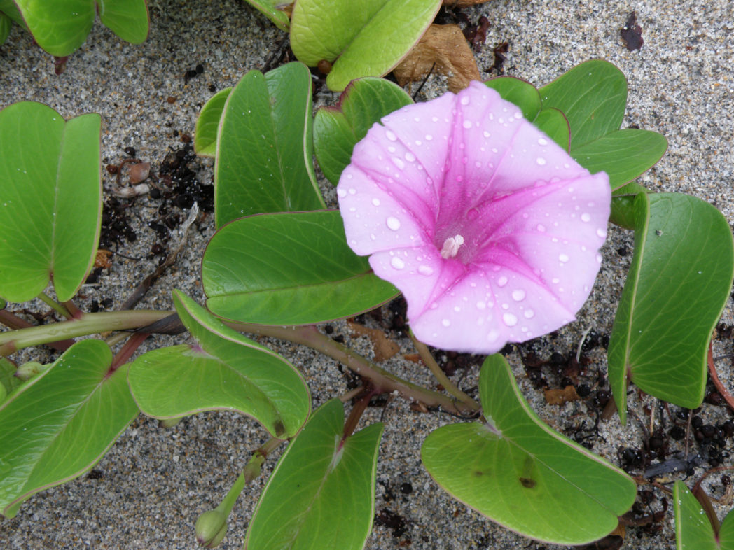 Railroad vine flower and leaves