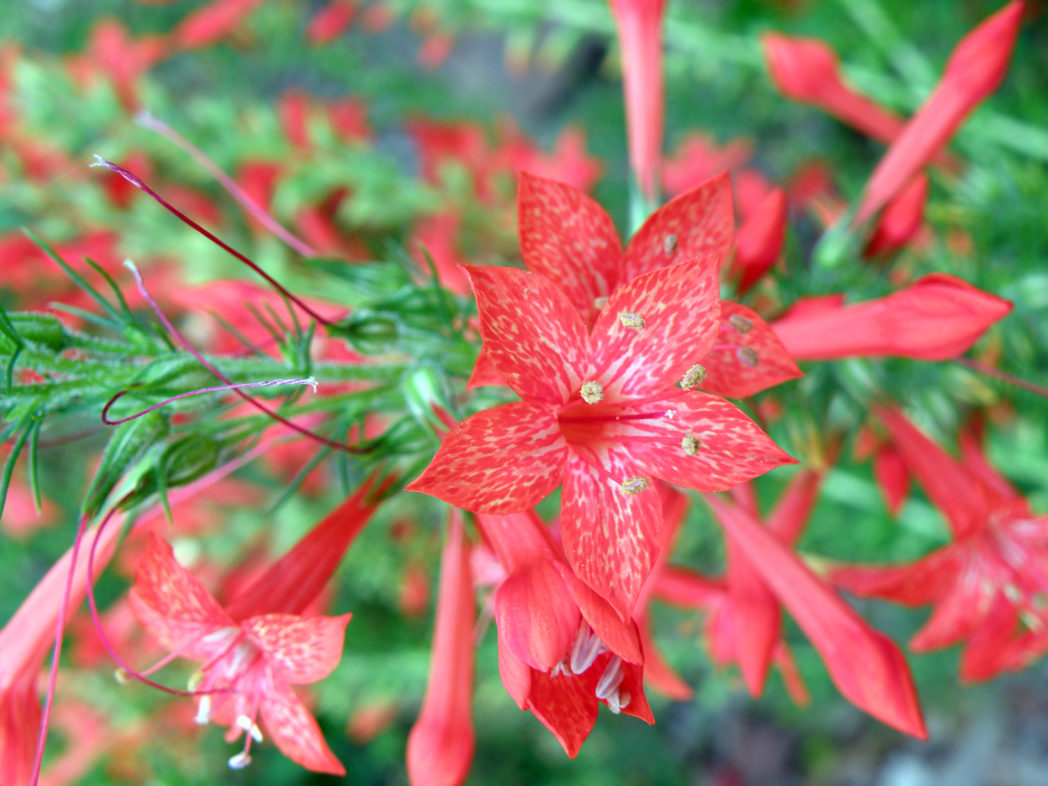 Standing cypress flower