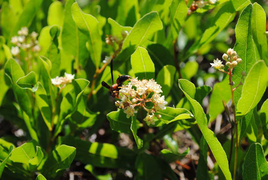 Gopher apple flowers and leaves