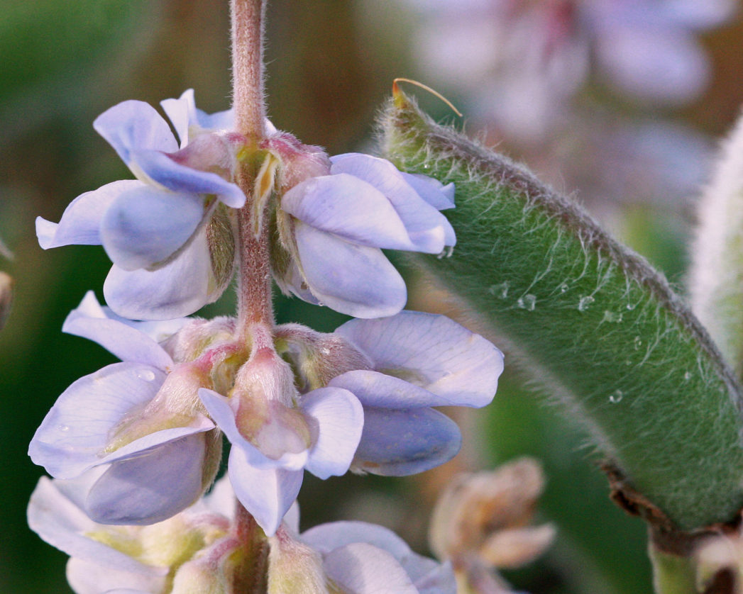 Skyblue lupine flower and seed pod