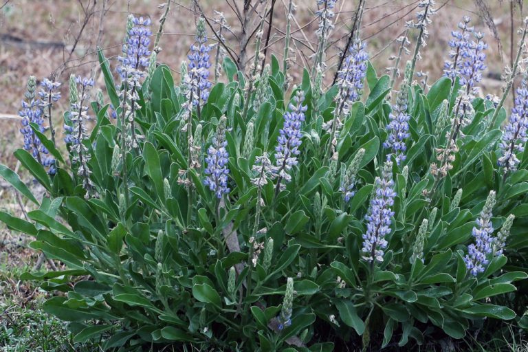 Skyblue lupine