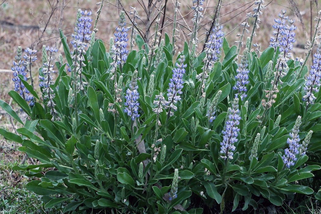 Skyblue lupine plant in bloom