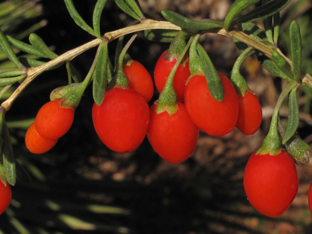 Christmasberry's red berries