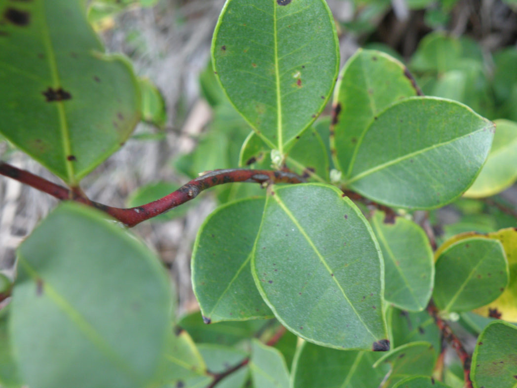 Fetterbush leaves showing spots and conspicuous midribs and margins