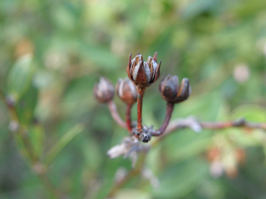 Fetterbush seed capsules