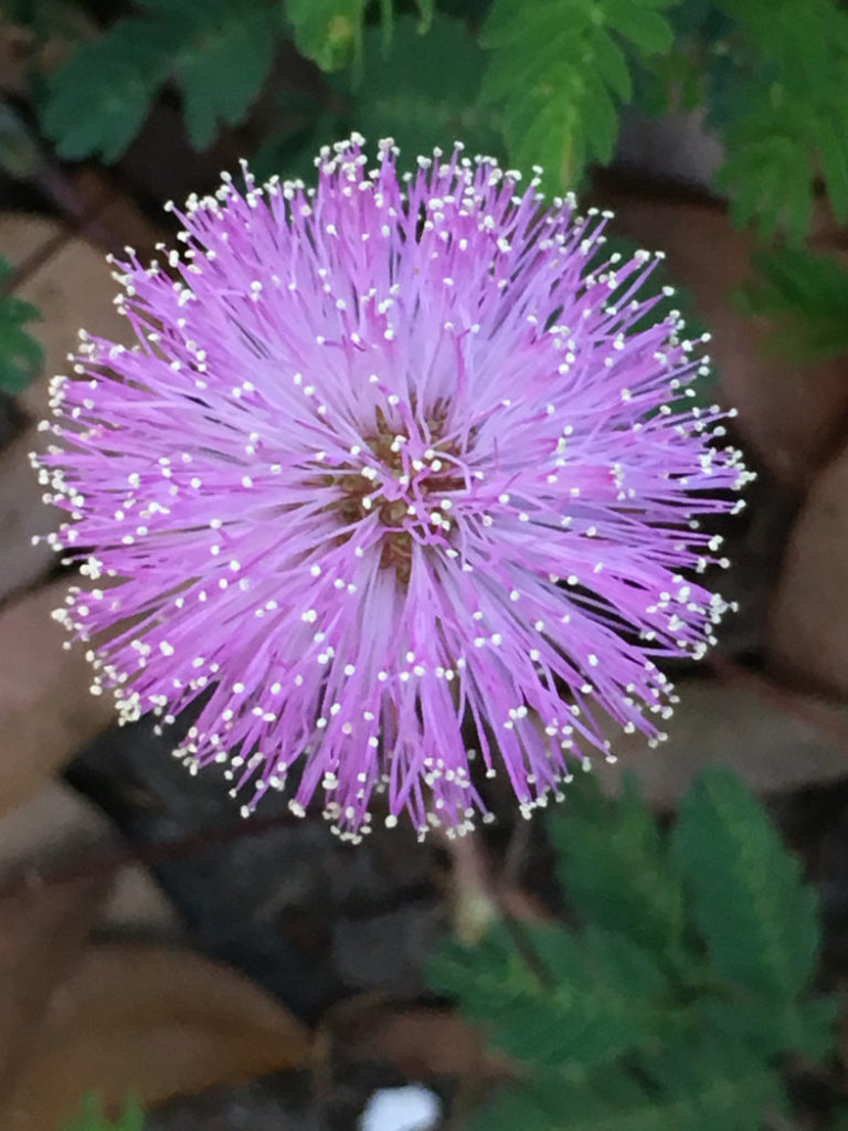 Powderpuff flower