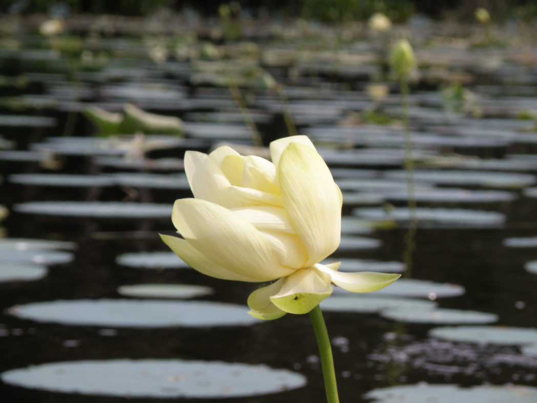American lotus flower