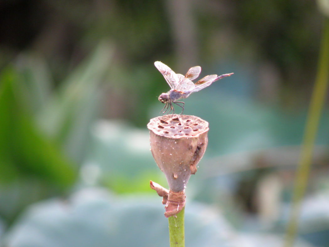 Dragonfly on American lotus seedhead