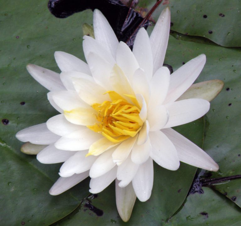 American white waterlily flower