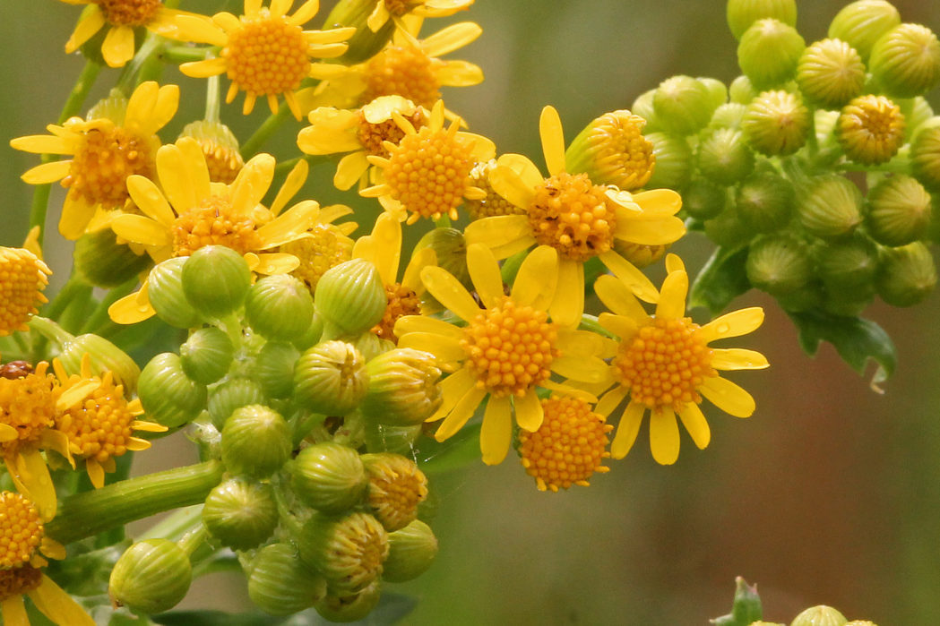 Butterweed flowers and buds