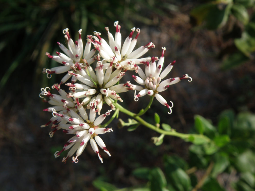 Feay's palafoxia flowers