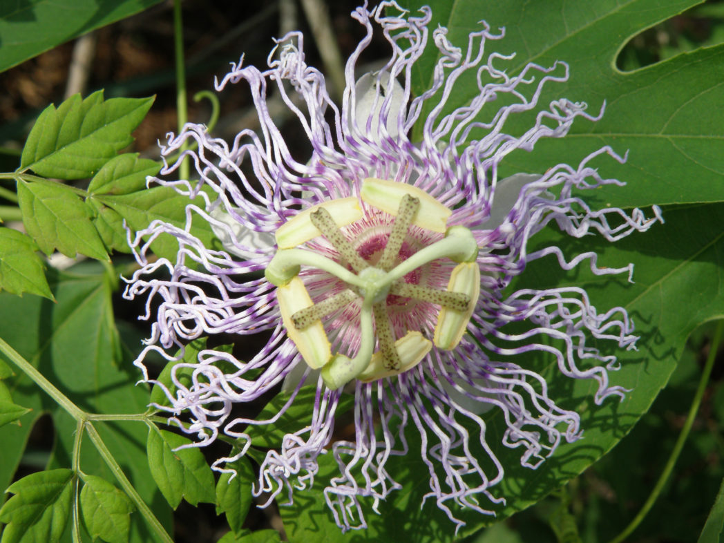 Purple passionflower bloom