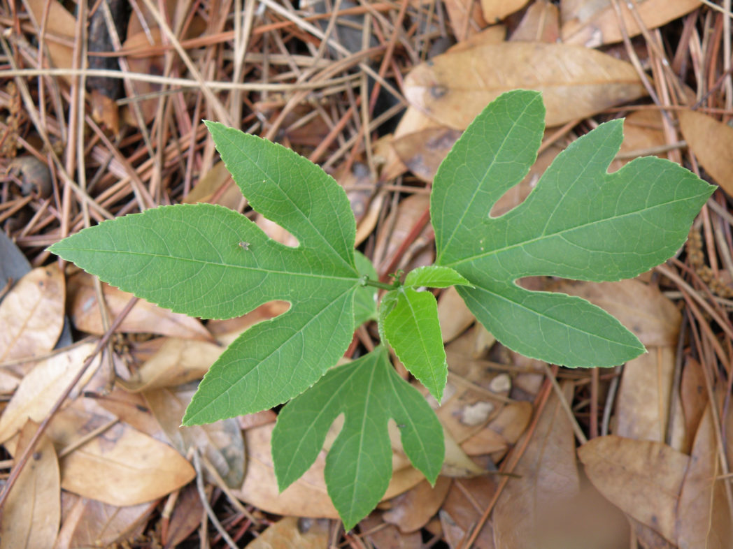 Purple passionflower leaves