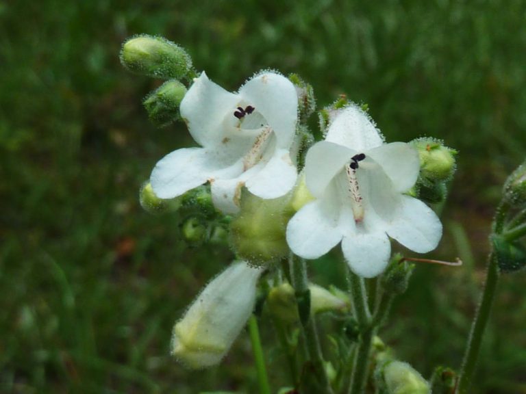 Manyflower beardtongue