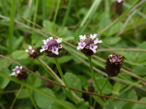 Frogfruit flowers