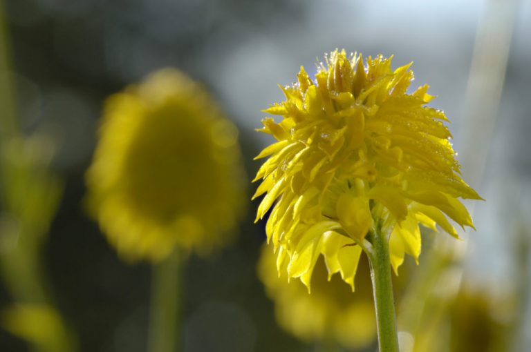 Yellow milkwort flower