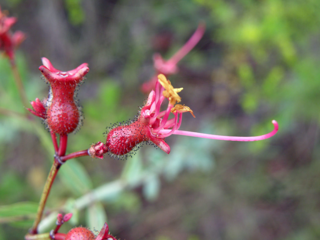 Meadowbeauty's urn-shaped hypanthium after petals have fallen off.