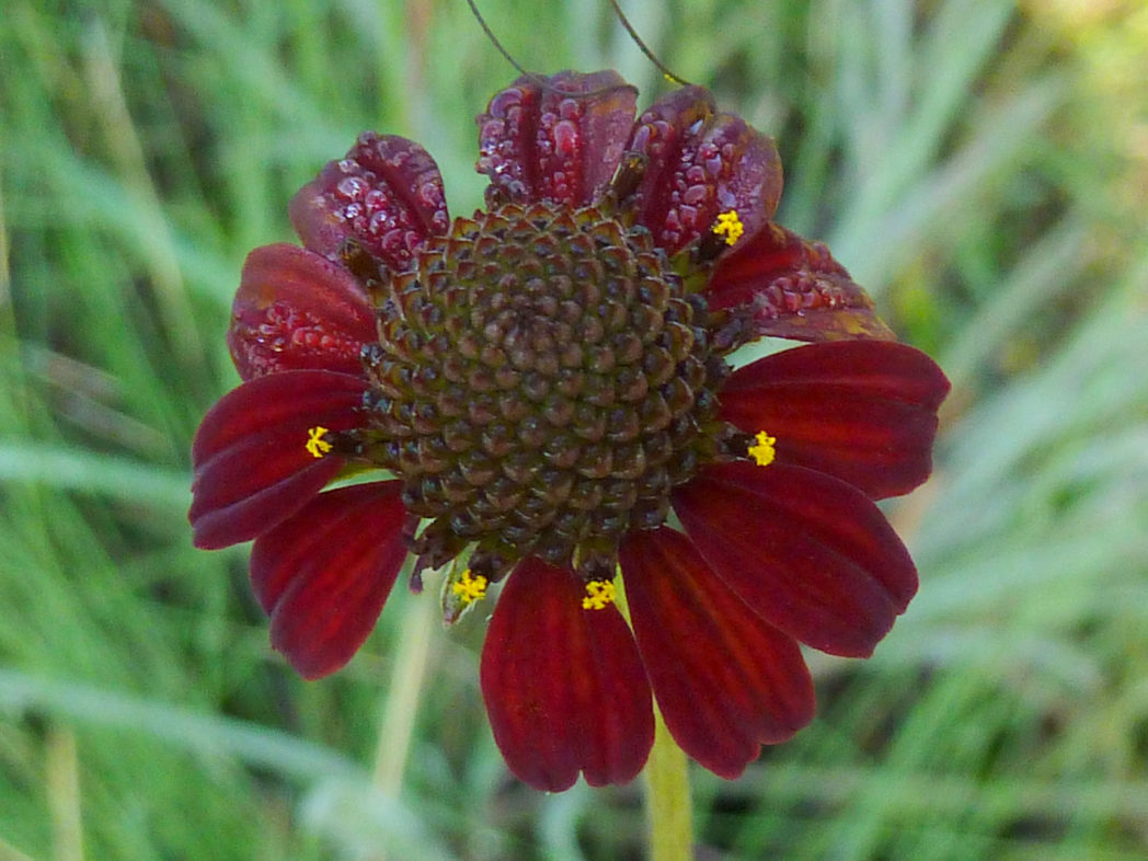 Grassleaf coneflower bloom