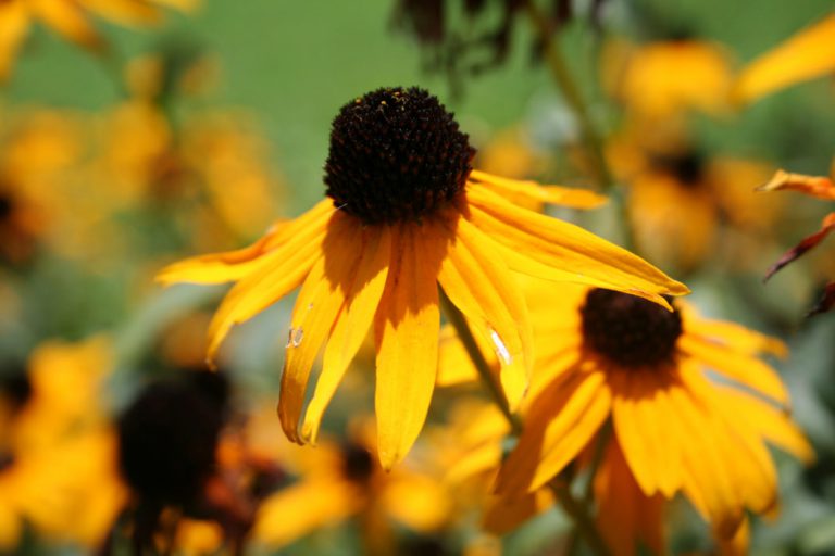 When is a wildflower a Florida native wildflower?