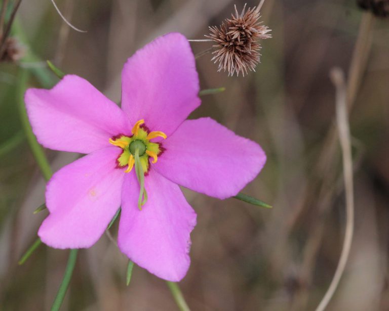 Marsh-pink bloom