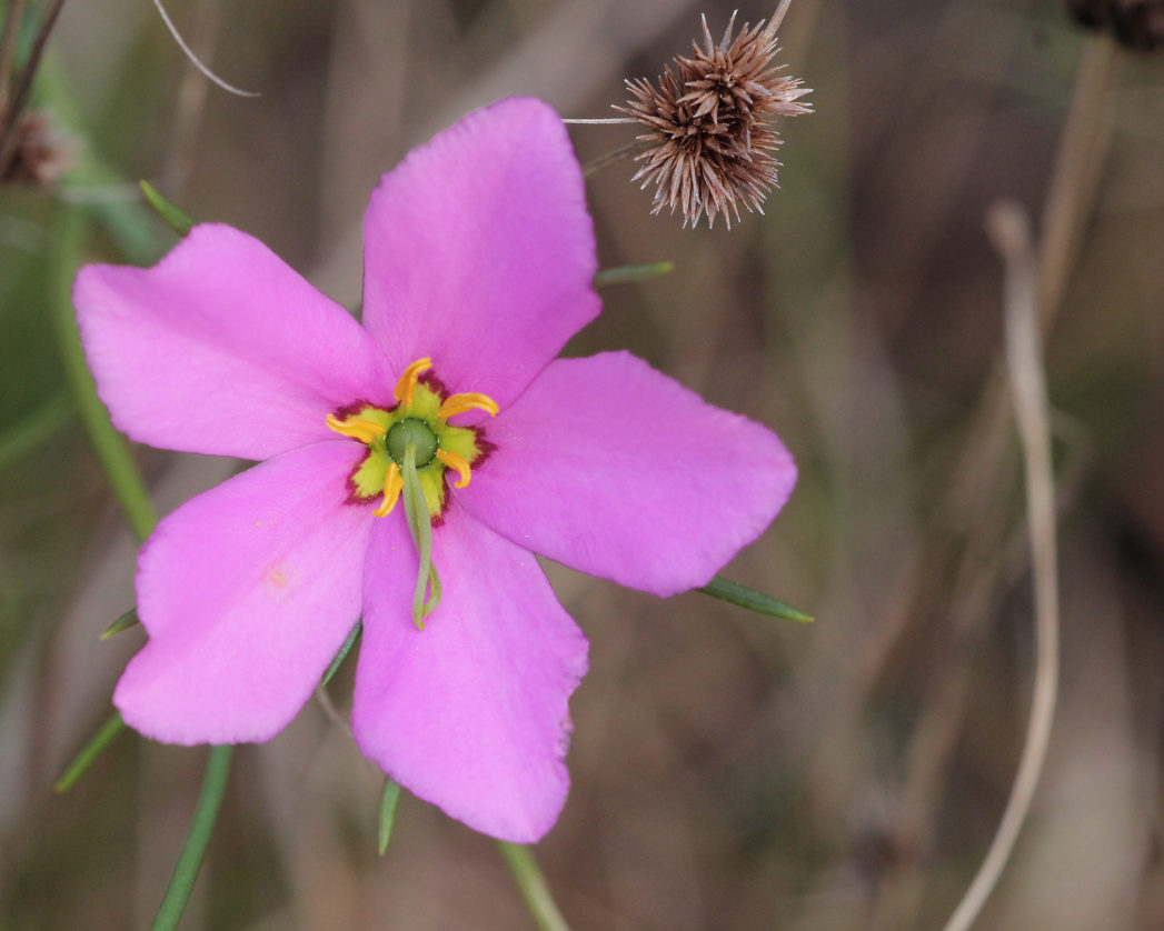 Marsh-pink bloom