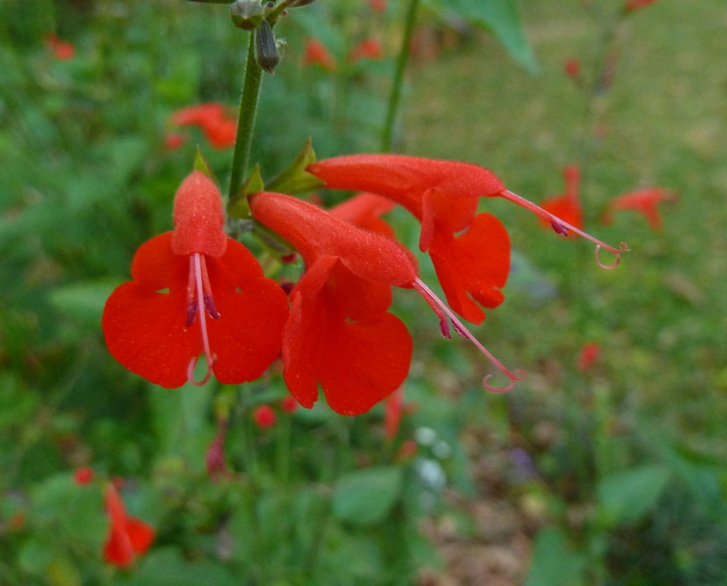 Tropical sage flowers