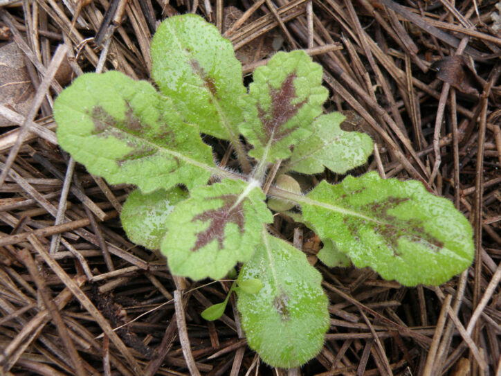 Basal rosette of Lyreleaf sage leaves