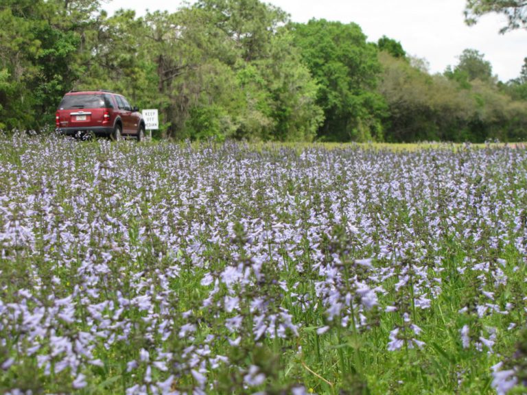 Duke Energy grant funds pollinator pathways in Florida’s Big Bend