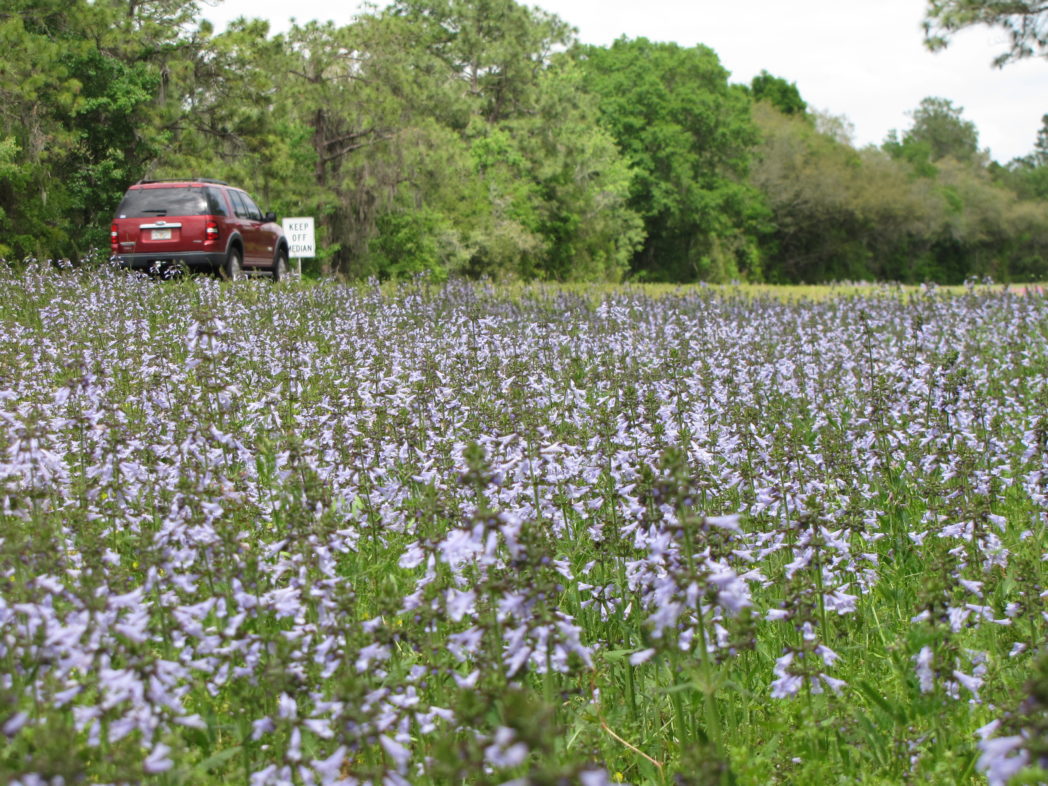 Roadside field of lyreleaf sage