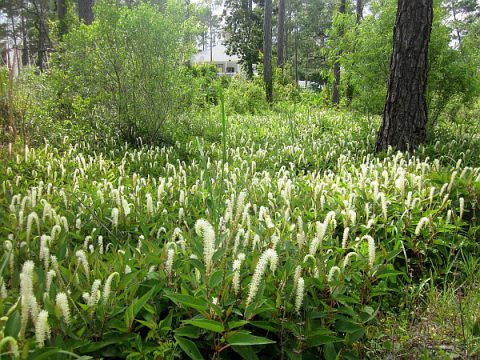 field of LIzard's tail