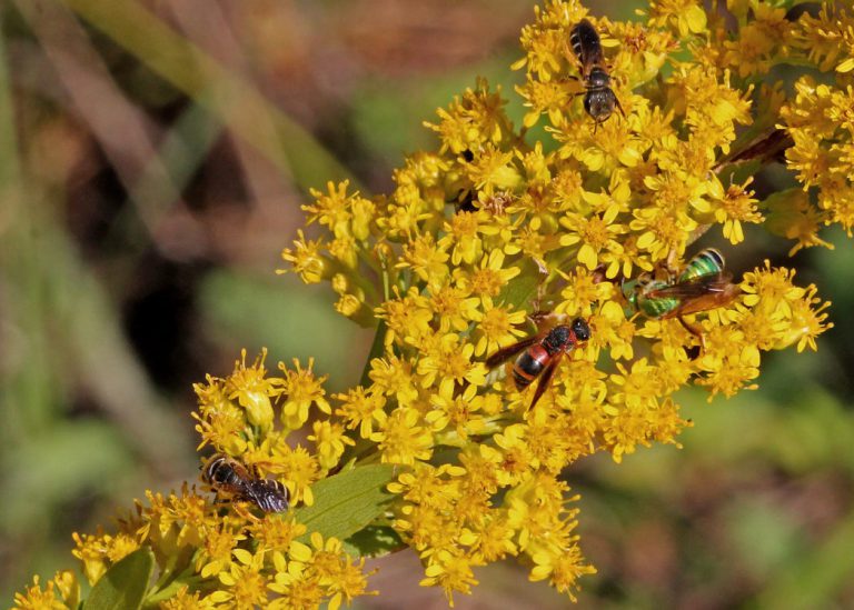 Seaside goldenrod flower stalk with bees