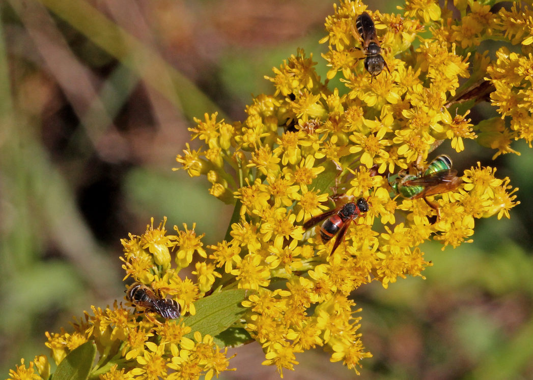 Seaside goldenrod flower stalk with bees