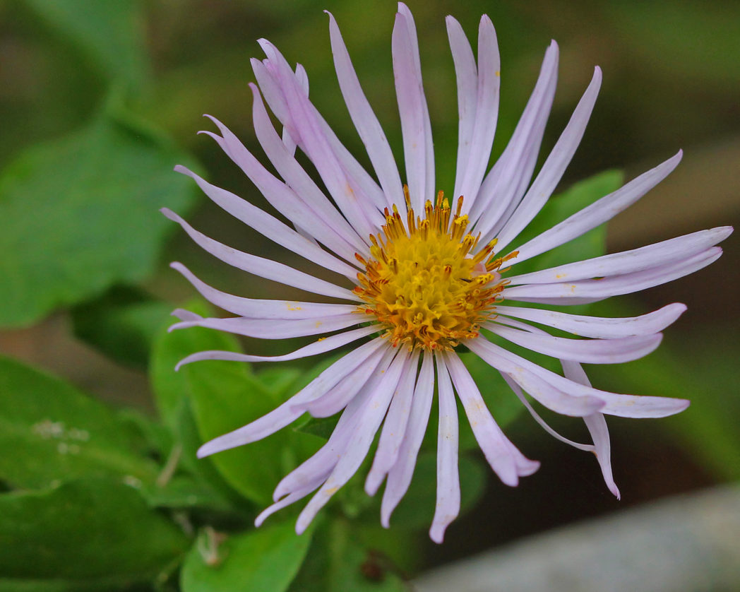 Climbing aster flower