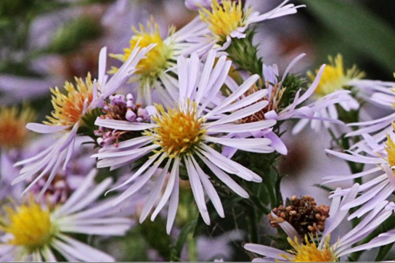 Bloom Report: Fall is Aster Time!