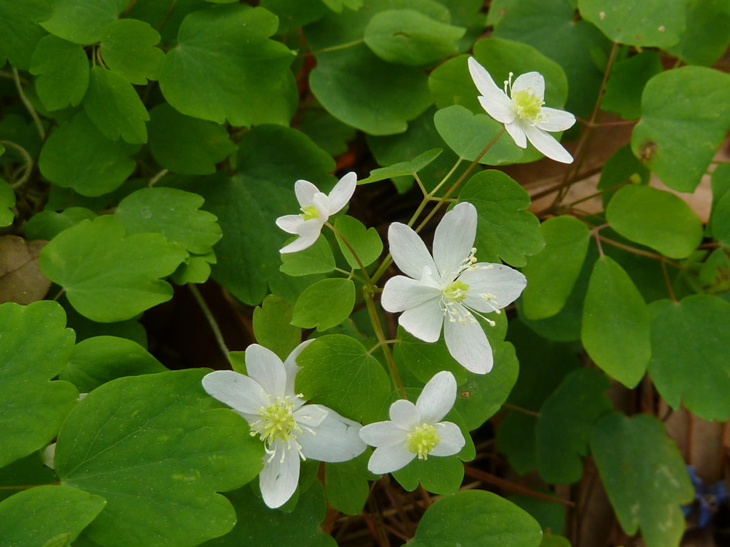 Rue anemone flowers and leaves