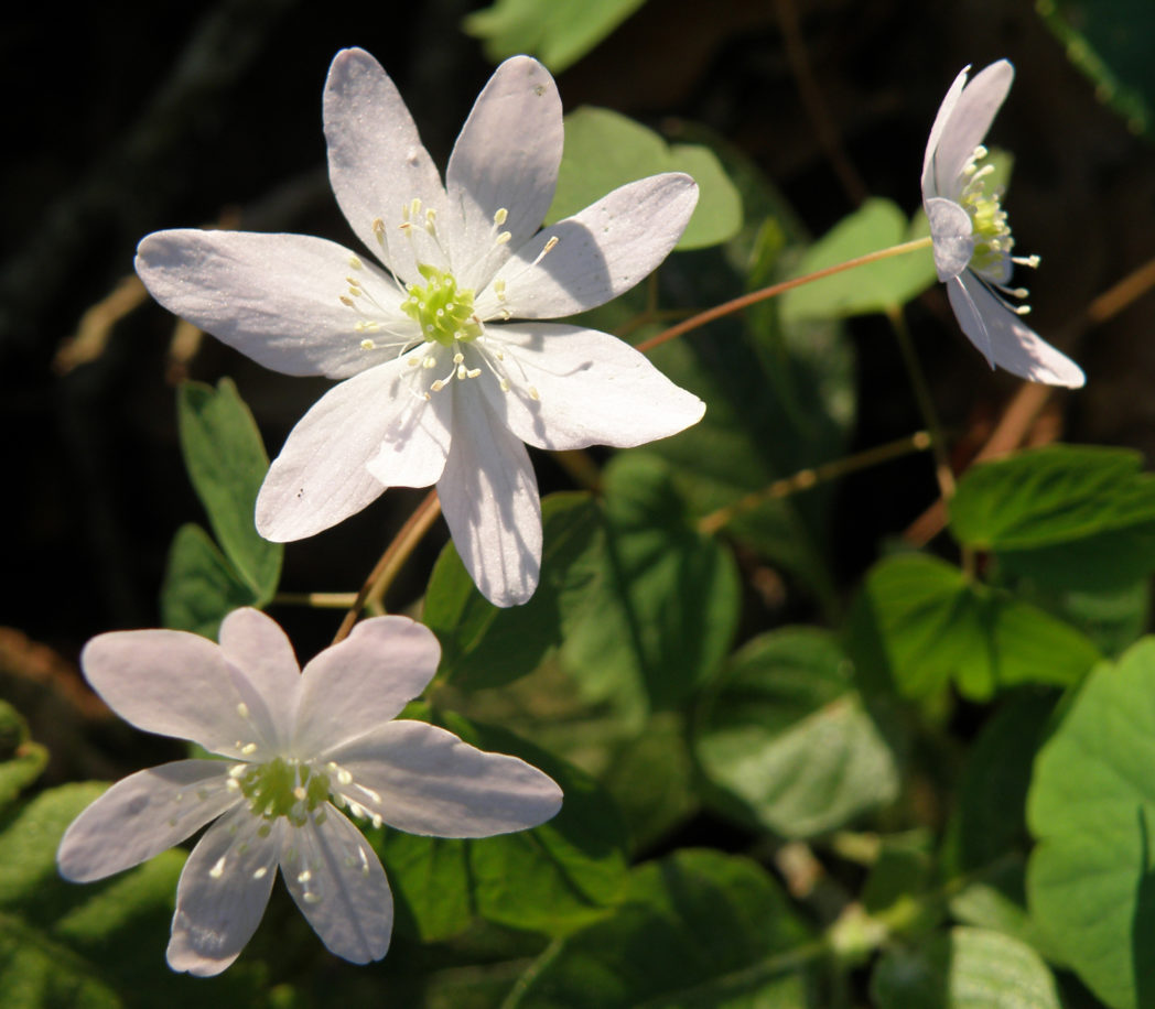 Rue anemone flowers