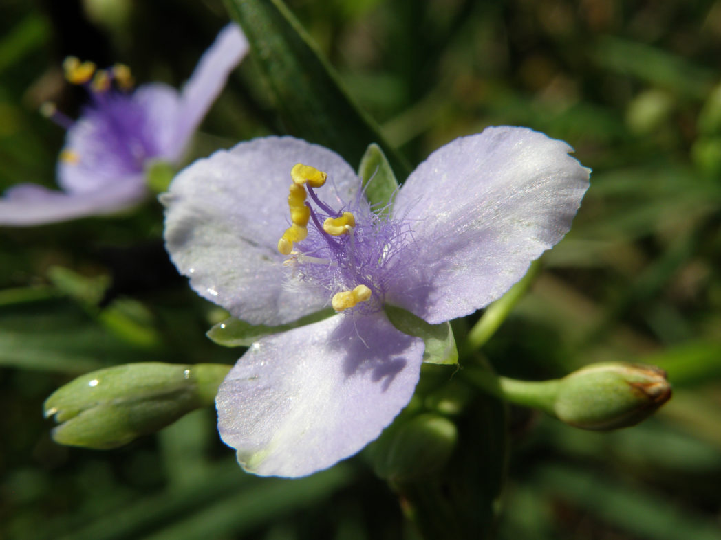 Spiderwort - Edible flower in the Big Mill B&B Garden