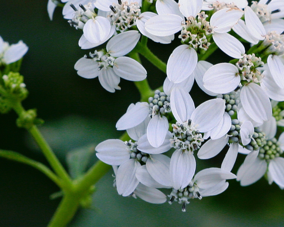 Frostweed flowers