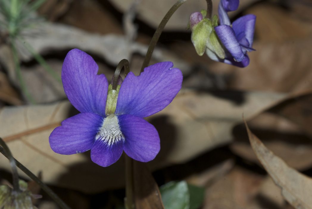 Common blue violet flower