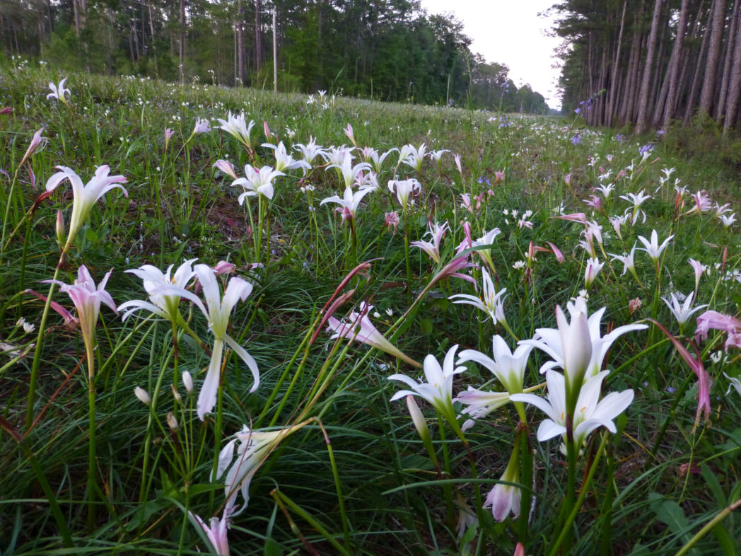Rainlilies blooming along roadside