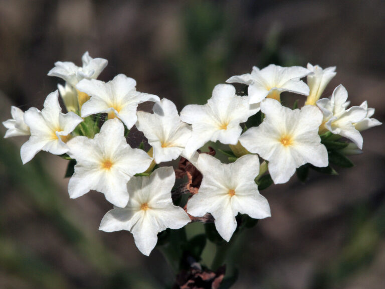 Pineland heliotrope