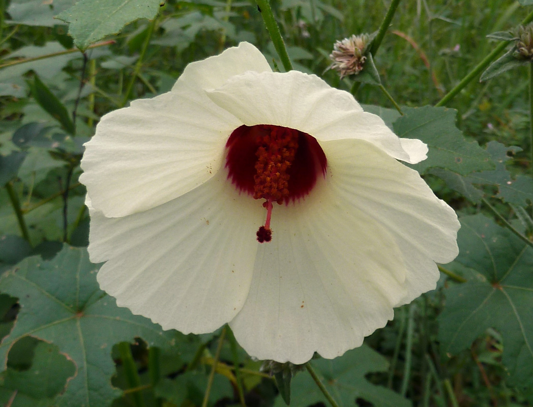 Comfortroot, Hibiscus aculeatus