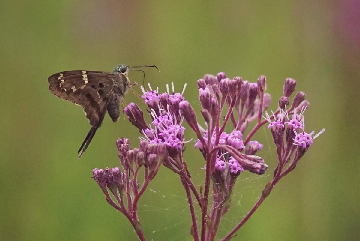 A Long-tailed skipper butterfly nectaring on purple Vanillaleaf flowers.