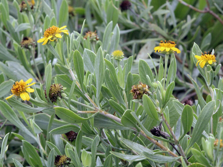 Bushy seaside oxeye