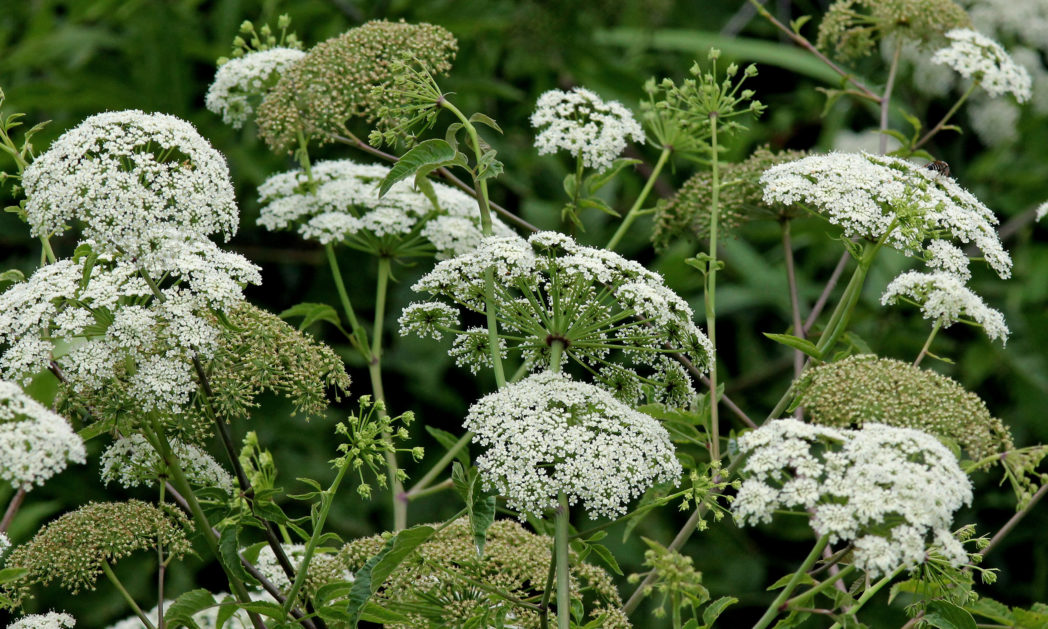 Spotted water hemlock (Cicuta maculata). Photo by Mary Keim