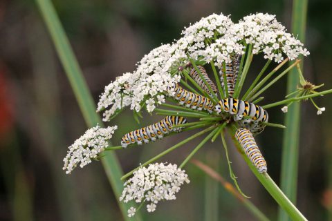 Black swallowtail caterpillars on spotted water hemlock flower