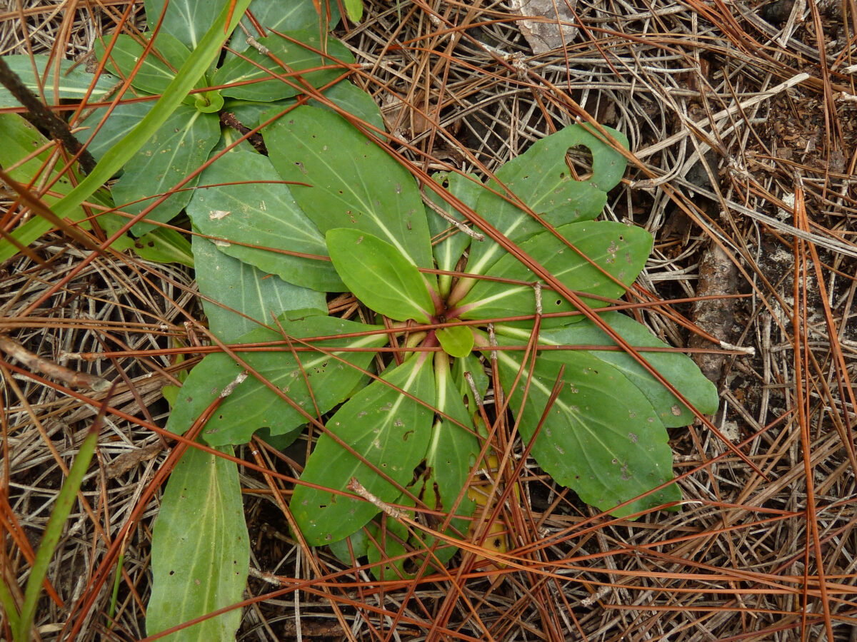 A basal rosette of green Vanillaleaf leaves.