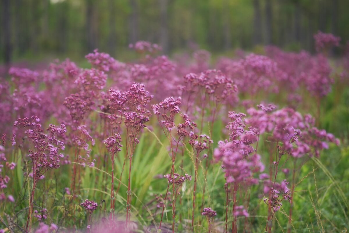 A spectacular purple haze of Vanillaleaf in flower in a mesic pine flatwood.