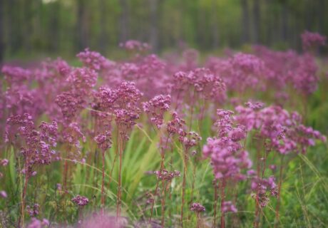 A spectacular purple haze of Vanillaleaf in flower in a mesic pine flatwood.